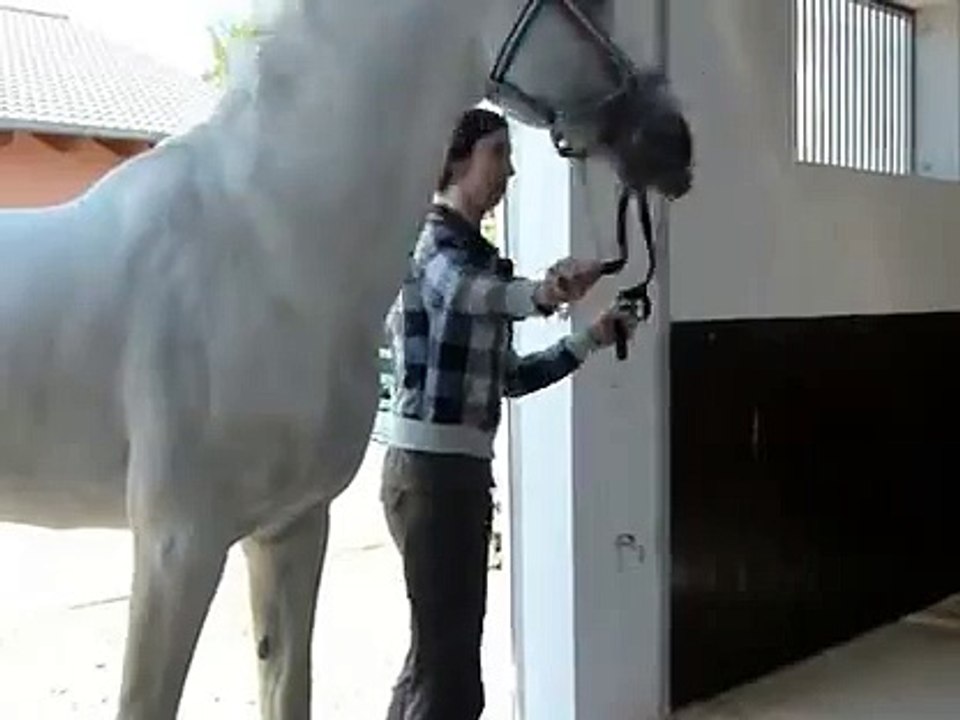 Horse and farmer corn