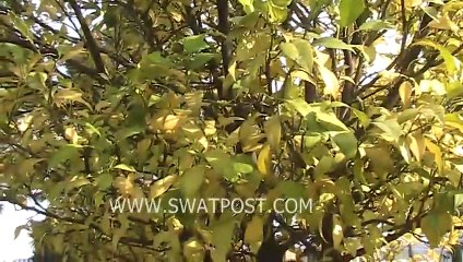 Autumn Season PKG By Sheraz Khan