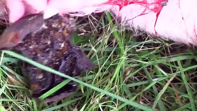 The Shooting Show Irish goats and taxidermy insights