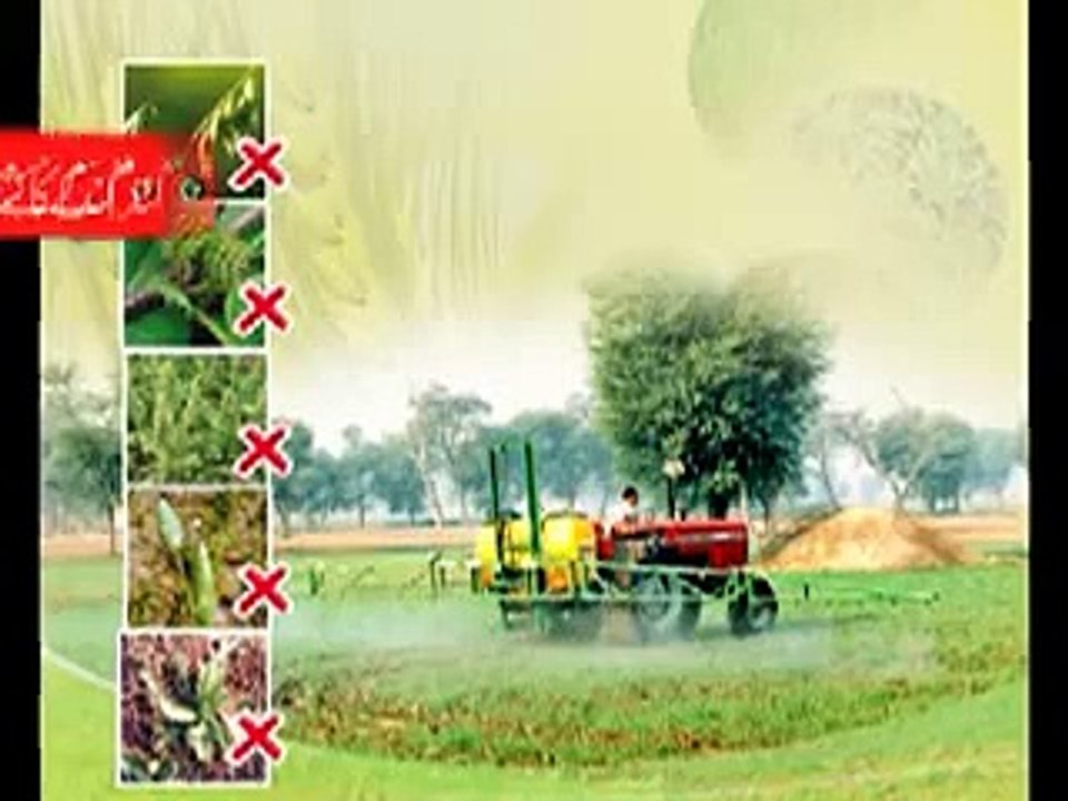 Wheat Juree Bootiyon ki Tulfy Arif Zebai