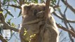Hundreds of starving koalas are being relocated in Australia