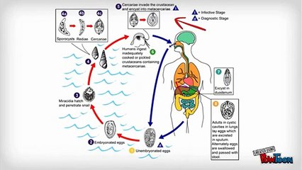 Parasitology & Trematoda