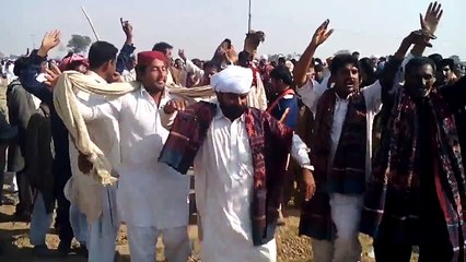 Camel Fighting Winner Make a Dance