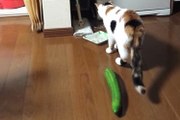 Compilation : Les chats détestent les concombres