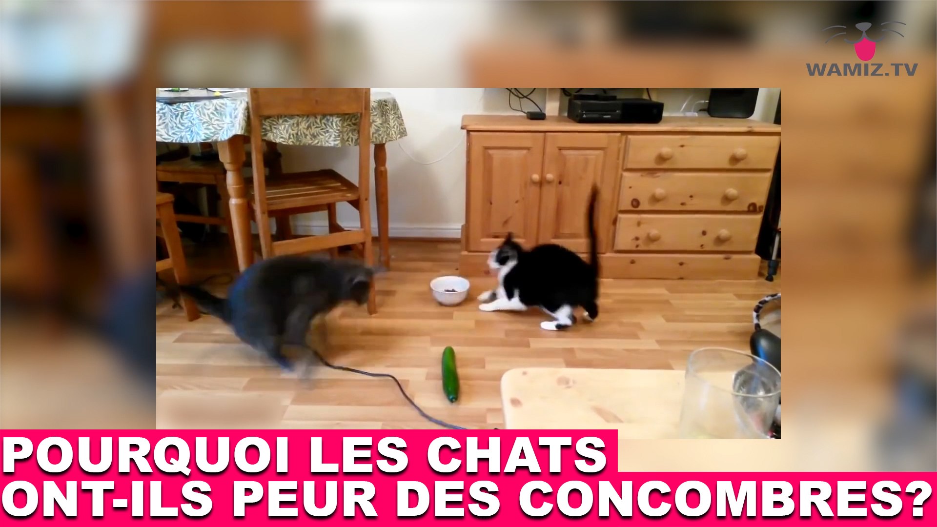 Mais pourquoi les chats ont-ils si peur à la vue des concombres ?