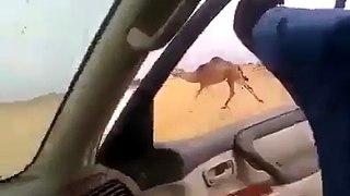 how to catch a camel... arab