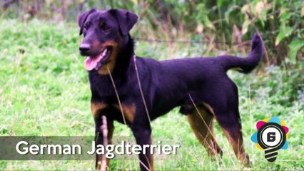 World’s Top 10 MOST DANGEROUS Dog Breeds