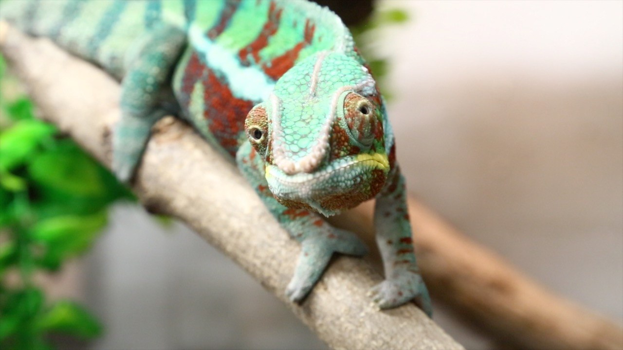 Les trois bizarreries... du caméléon !