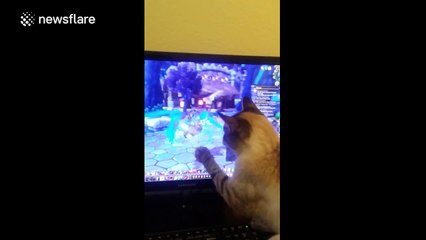 Cat chases after on-screen 'bird'