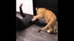 Cute Lion Cub makes a Hug to a Member of Black Jaguar White Tiger Foundation