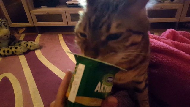 Вот оно счастье то кота!!!