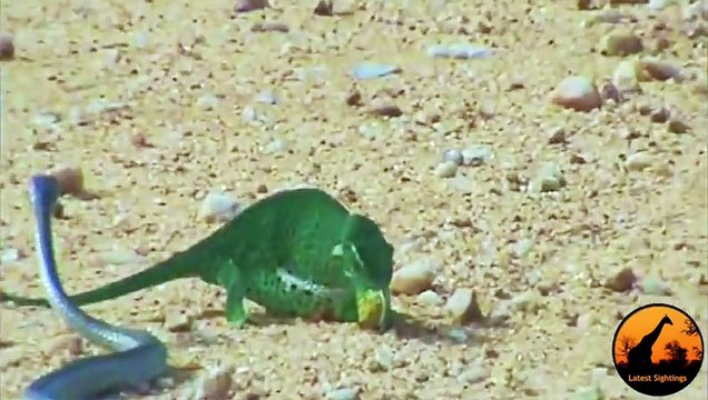 Boomslang Snake vs Chameleon - Latest Wildlife Sightings