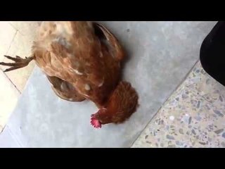 Miracle of Islam amazing Islamic video
