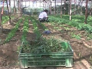 EKSPERTET PER PBB QEVERIA TE NDERMARRE POLITIKA STIMULUESE LAJM