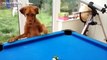 Funny Cats And Dogs Playing Pool Compilation 2014 [NEW]