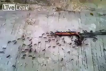 Ants Form A Chain To Carry Their Food