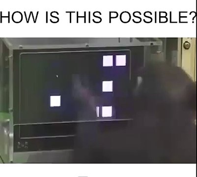 Un singe savant très très intelligent