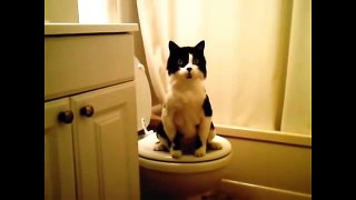 Funny Cat Videos Ever
