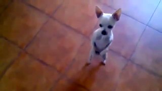 Funny dog video 2015