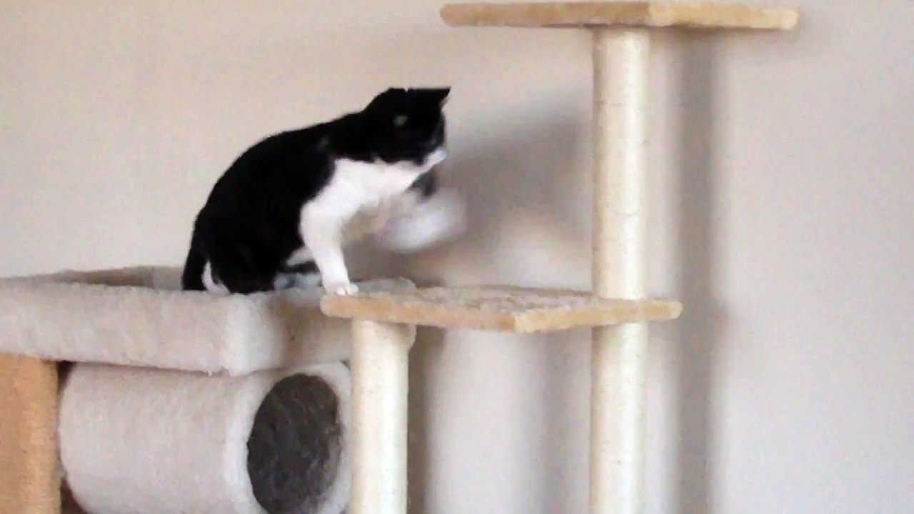 Cute blind Cat plays with fake mouse Toy