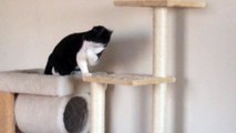 Un chat aveugle joue avec son jouet... Mignon