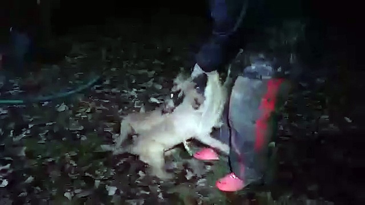 Malinois Château de Boxie  1