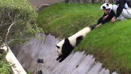 Un panda géant un peu maladroit au Japon