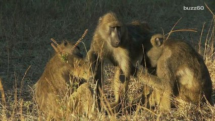 Female baboons in epic battle at zoo