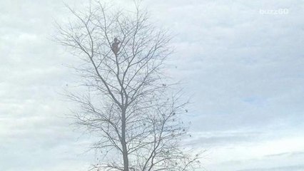 Little boy rescued after climbing 50-foot tree
