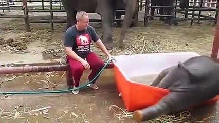 Baby Elephant Loves Bath Time