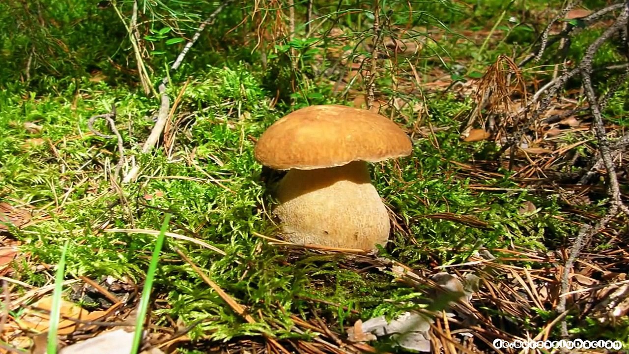 Boletus edulis Funghi Porcini