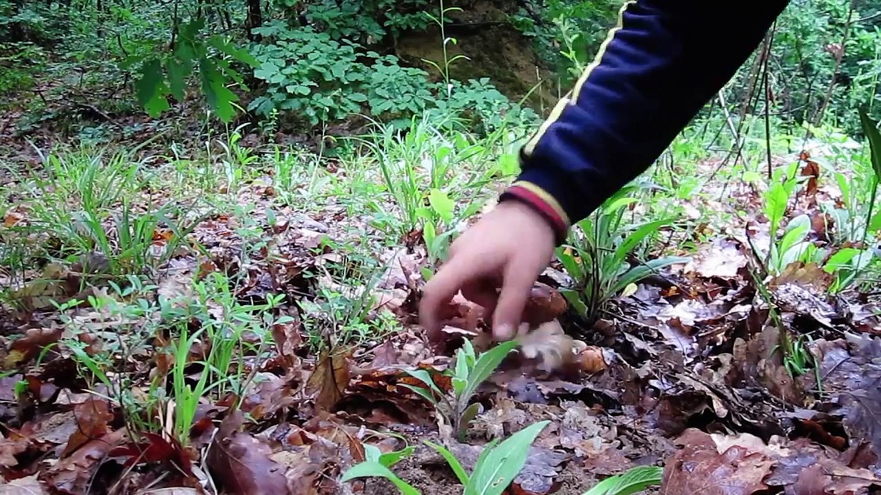 Funghi porcini - boletus edulis