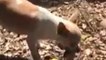 Heartbroken mother dog digs grave then buries her dead pup