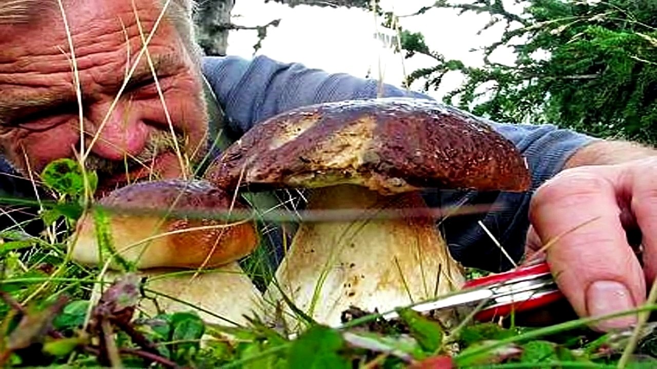 Funghi Porcini documentario immagini #2 (2)