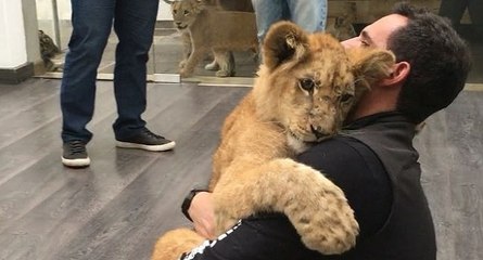 Trop cute : un lionceau fait un câlin !