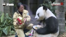 Chine : Basi, un panda géant qui fête ses 35 ans