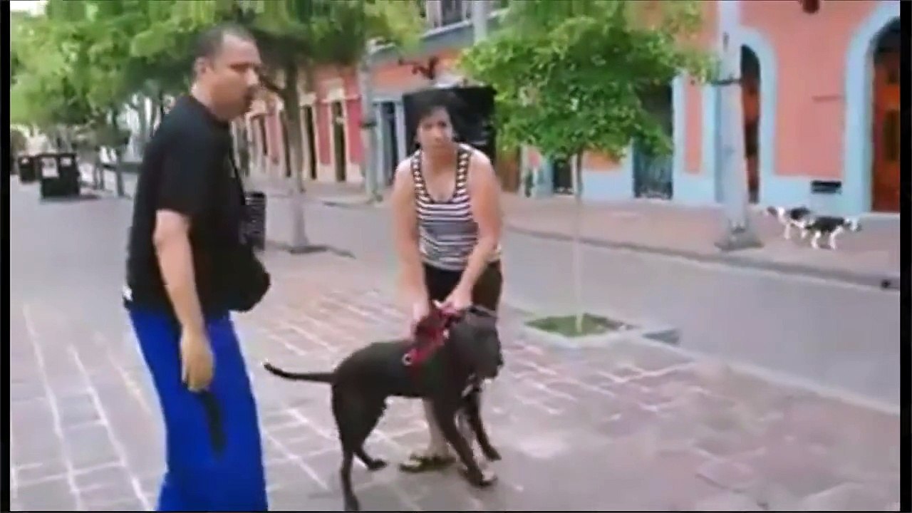 Perro pitbull ataca a un perro labrador en Plazuela Machado, Mazatlán Sinaloa