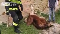 Le Sauvetage spectaculaire d'un Cheval coincé dans un Trou