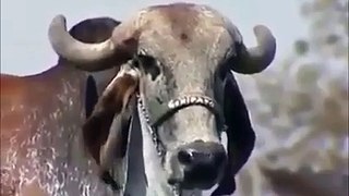 Cow giving Much Milk than Ordinary Cows