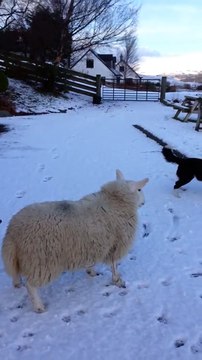 Funny Animal: Pet the lamb that thinks it's a dog!