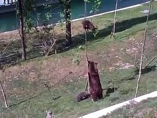 Une maman ours prête à tout pour sauver son bébé coincé !