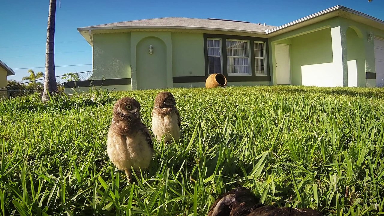 Funny Animal: GoPro- Owl Dance-Off