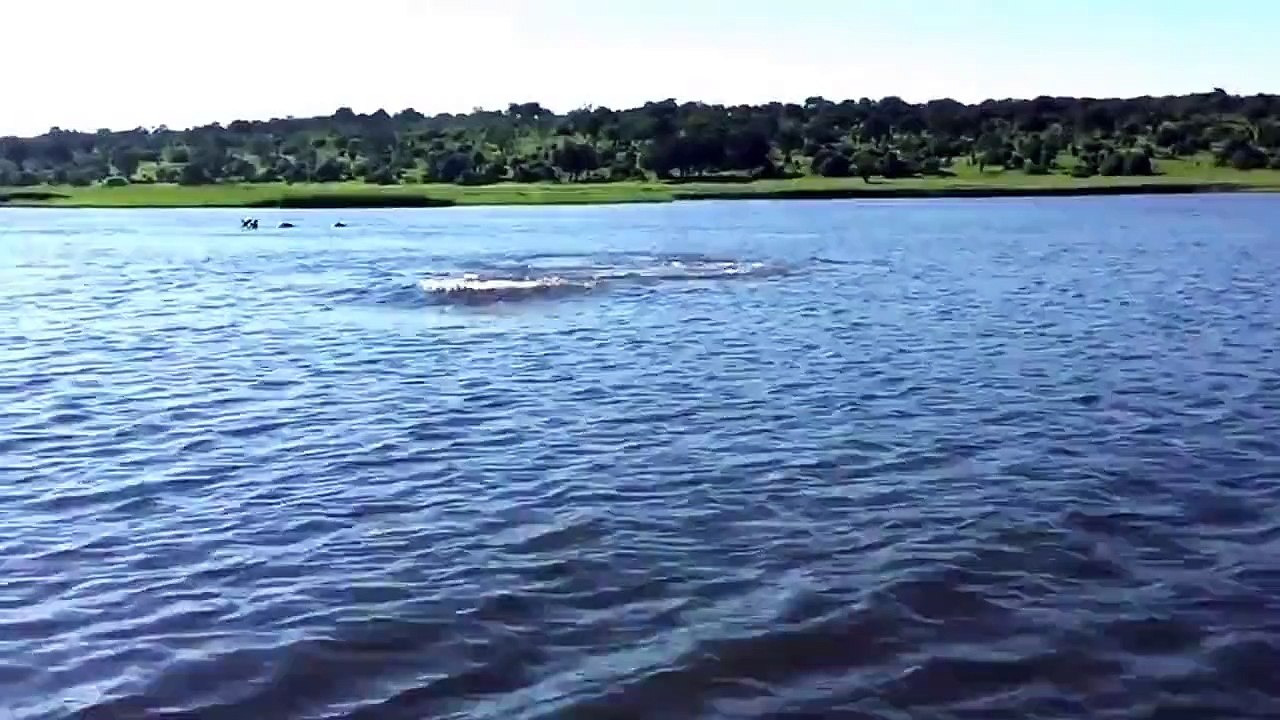 Funny Animal: Hippo Charge on Chobe River Jan2015, recorded with iPhone 6; Botswana, Awesome but crazy dangerous.