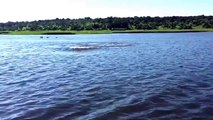 Funny Animal: Hippo Charge on Chobe River Jan2015, recorded with iPhone 6; Botswana, Awesome but crazy dangerous.