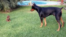 Funny Animal: Precious puppy challenges larger Doberman dog