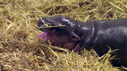 Funny Animal: Adorable baby pygmy hippo born