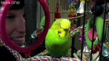 Funny Animal: Meet Disco the incredible talking budgie - Pets - Wild at Heart- Episode 1 Preview - BBC One