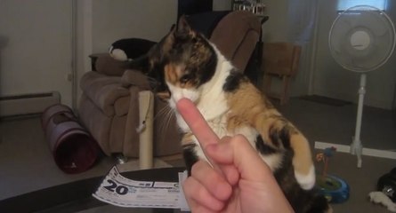 Il fait un doigt d'honneur à son chat