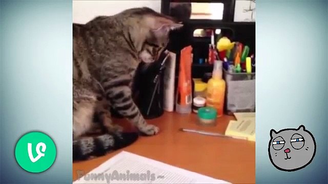 Top 100 Funny Animals Vines 2015 - Vine compilation - Best Viners