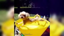 Funny Animals Vines - Best Animals Videos
